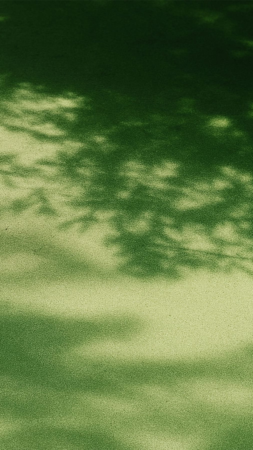 Dappled leaf shadows across a sunlit wall